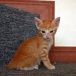 ★★★★베플되서 쓰는 사파리판 (고양이)8탄 ★★★★★