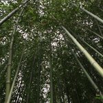 [전남 담양] 1박2일 이승기의 <b>연못</b> 죽녹원 