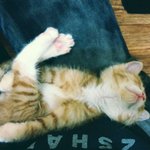 (사진,움짤有) 고양이판!!!!! 고고씨의 일상