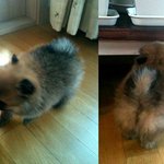 ♥♥♥♥♥♥우리집 강아지 모카♥♥♥♥♥♥