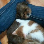 사진 有  길냥이와 <b>시츄</b>와의 시끌벅적한 동거!