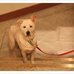 <b>병</b>걸린 유기견을 제 손으로 죽여야 하나요....? 제발 살려주세요...