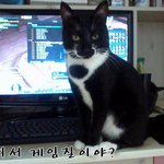 ♥♥♥저희집 고양이를 소개합니다♥♥♥