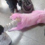 강아지 핑크색 염색...<b>동물</b>학대잖아여...!!!!