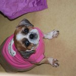 너무너무너무 귀여운 강아지 육남매 탄생~!!!