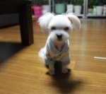 3개월 말티)우리집 떡사장님과 개껌<b>시중</b> 윤비서