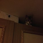 ★★★나도고양이키워★★★★사진너므많음