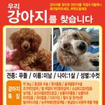 갈색남자푸들이를 찾는 <b>간절</b>한 전주인입니다 ㅠ,ㅠ