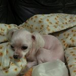 <b>사진</b>有)저희<b>집</b> 강아지가 ※※※※※
