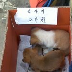 (사진有) <b>터미널</b> 종이 상자에서 팔리고 있는 강아지