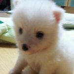 대체 울집강쥐 종이 머임?ㅠㅠ사진 有사기??ㅠㅠ