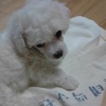 천사의 탈을 쓴 <b>악마</b>를 데리고 키웁니다..有..(멍뭉이 판.)