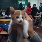 (사진有)우리집 길냥이