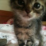 ☆ 3개의 계절을 함께 보낸 나의 고양이 ☆