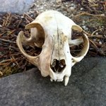 ★★★★(사진有) 학교에서 <b>동물</b>백골발견했어요..★★★★