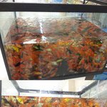숨쉴공간없는 이마트 물고기.... 심각합니다..!!!!!!!!!...