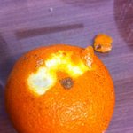 귤님이랑 <b>내외</b>하는사이 (사진有)