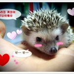 ■■■■사진 有 ) 개도 아니구 고양이도 아니구 우리집엔 고슴도치...