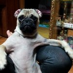 우리집 강아지 <b>포스</b>좀 봐요~퍼그 달봉이