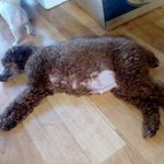 1000가지 매력을 가지고있는 우리집강아지 <b>보리</b>!