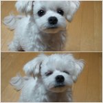 강아지가 아파요 도와주세요.