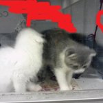 ★사진有★라페 고양이카페 귀여워죽는다 ★★★★★