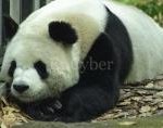 ★☆★아 진짜 아끼는 건데 <b>판다</b>☆★☆