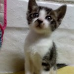 ▶▷▶▷우리집 냥이◁◀◁◀(사진有※귀여움 주의※)