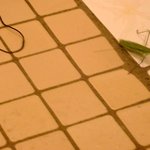 !!!!!!!!!사마귀에 <b>락스</b>를 뿌렷더니!!!!!!!!!!