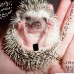 ※※★★★(사진有)시크릿<b>징거</b> 여신만들기★★★※※