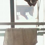 ★베란다에서 만난 고양이 인형(사진有)★