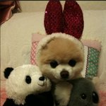 포메리안 <b>슌스케</b> 분양받고 싶어요 ㅠㅠ
