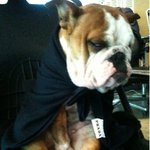 ★악마개는 프라*를 입는다