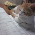 ★☆★☆(사진 有) <b>미녀</b>고양이☆★☆★