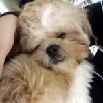 사진有★★★삽살개?돼지?시<b>츄</b>? 귀염둥이 순이를 소개할께요★★★