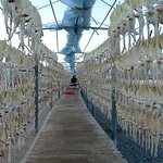 저 장세정이랑 같이 오징어건조했던 사람인데요...