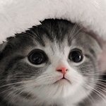 <b>한</b>번  키워보고 싶게 만드는 <b>아기</b> 고양이들.jpg