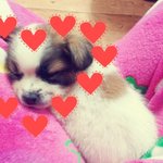 ☆★☆★우리<b>집</b> <b>새</b>식구를 소개합니다☆★☆★