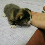 귀염둥이 우리 아가 <b>야옹</b>이 (사진 有)