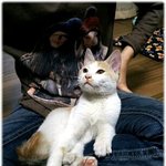 ★★★(사진有)우리 길고냥 앙드레 이야기좀 바주세요! ★★★