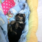 ★★★견공계의 <b>추노</b>★★★혼자보기 아까운 저희집 고뇌견 루피의 <b>추노</b>...