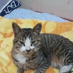 인천 <b>남구</b>용현5동 고양이 잃어버리신분 안계시나요?