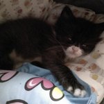 우리집냥이 <b>호야</b>를 소개합니당 ^ㅅ^