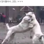 19금)<b>빵터짐</b> 투견장!