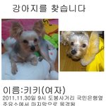 [서울 도봉동] 요크 <b>여아</b> 강아지 찾습니다..