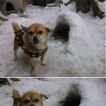 이게 집이야?? 강아지 <b>화난</b>모습ㅋㅋㅋㅋ