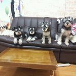 ★(수원)강아지를 찾습니다. 제발 한번씩만 읽어주세요.<b>사례</b>하겠습니다...