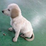 ★★★(수정사진有)강아지 이름좀 지어주세요 ★★★