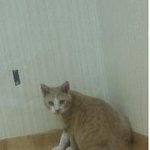 충남 <b>홍성</b> 고양이찾아요!