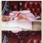 귀여운 <b>고양이님</b>이시닷